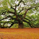 We need support for the Charleston County Meeting