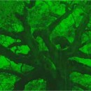 Why Corps shifted on Angel Oak