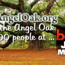 Angel Oak at Bonnaroo